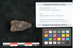 Foto (Objekt + Etikett) von Protocladus lingua Ettingshausen (NHMW-GEO-2024-0188-10332)